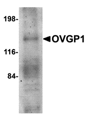 Western blot analysis of OVGP1 in human placenta tissue lysate with OVGP1 antibody at 1 μg/mL