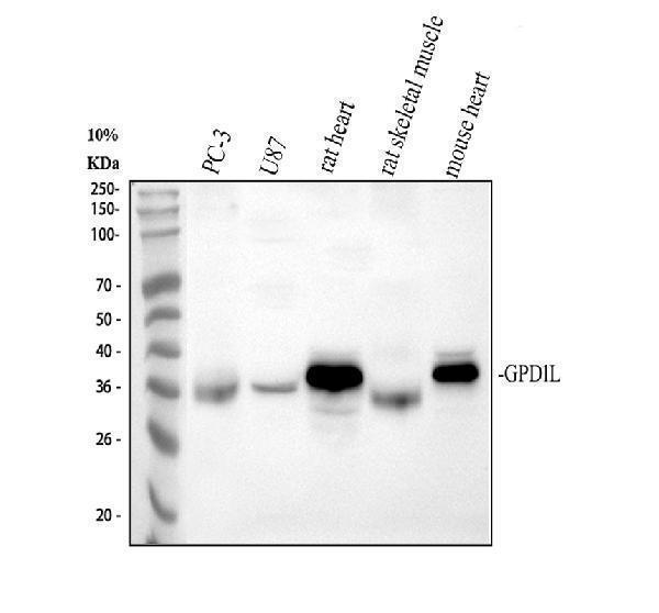 a07912 1 gpd1l primary antibodies wb testing 1