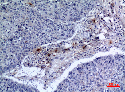 a07913 cd300lf primary antibodies ihc testing 1