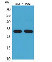 a07913 cd300lf primary antibodies wb testing 2