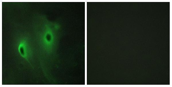 a07919 dusp9 primary antibodies if testing 1