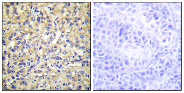 a07919 dusp9 primary antibodies ihc testing 4