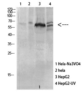 Western Blot analysis of various cells using Antibody diluted at 1:1000