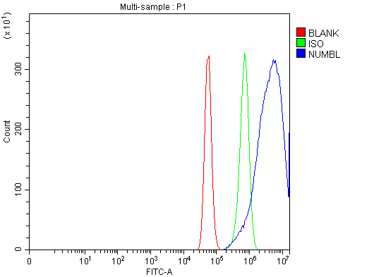  Flow Cytometry analysis of U87 cells using anti-NUMBL antibody (A07925)