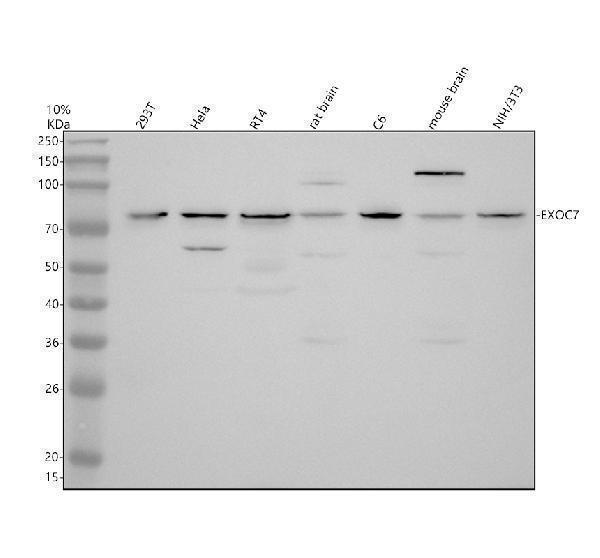 a07926 3 exoc7 primary antibodies wb testing 1