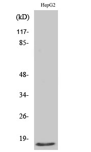 Western Blot analysis of various cells using Mammaglobin B Polyclonal Antibody