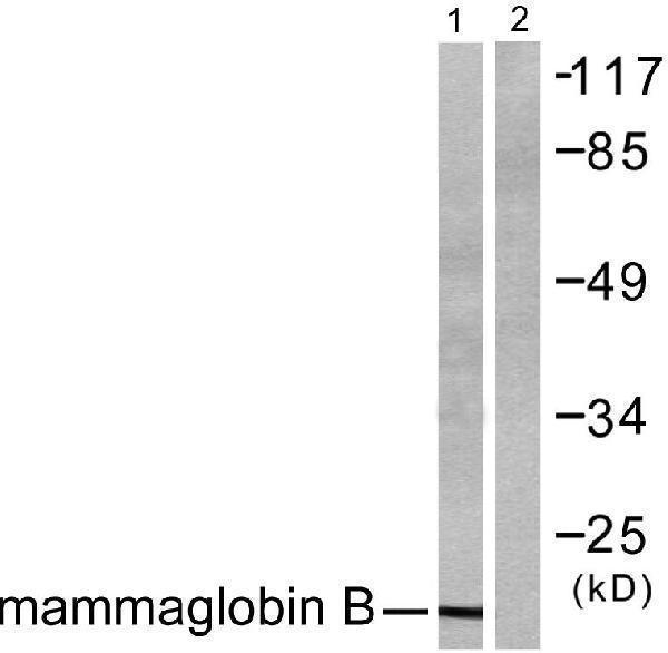 Western blot analysis of lysates from HepG2 cells, using Mammaglobin B Antibody