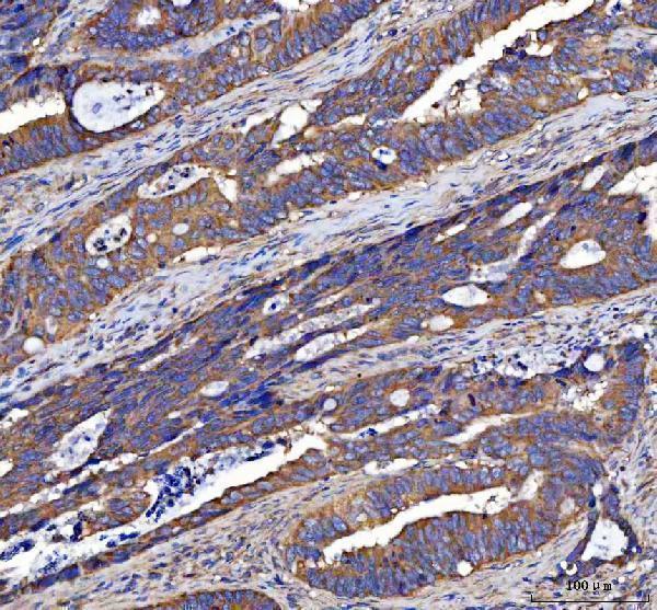 a07929 1 lin7c primary antibodies ihc testing 4