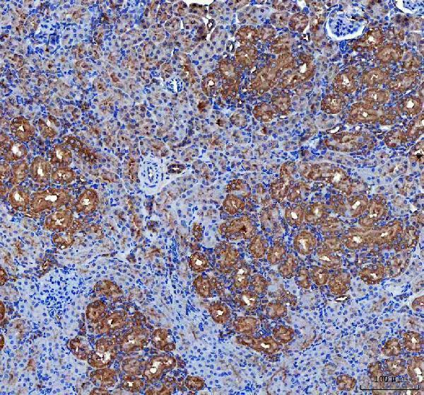 a07929 1 lin7c primary antibodies ihc testing 5