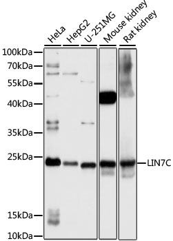 a07929 lin7c primary antiboties wb testing 1