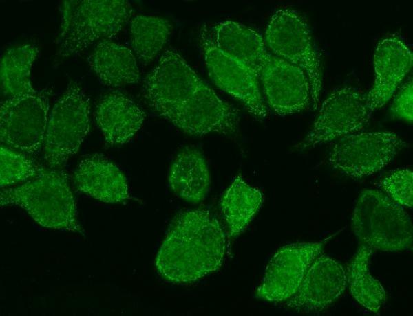 a07933 1 wnt8b primary antibodies if testing 2