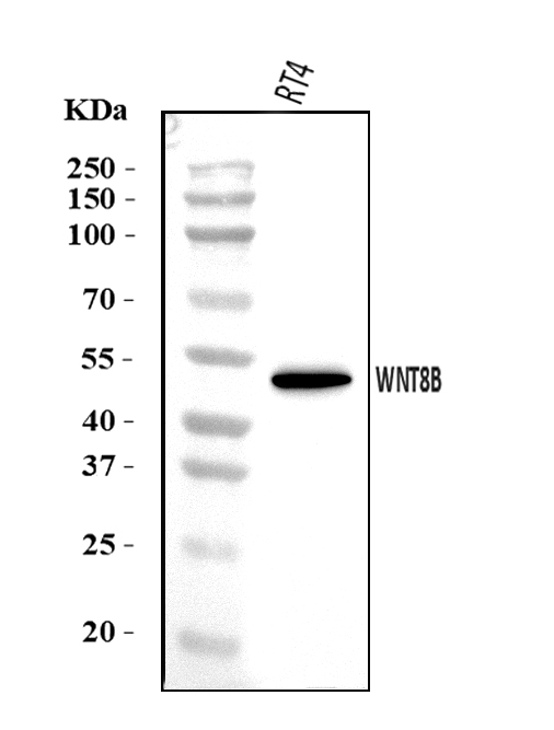 a07933 1 wnt8b primary antibodies wb testing 1