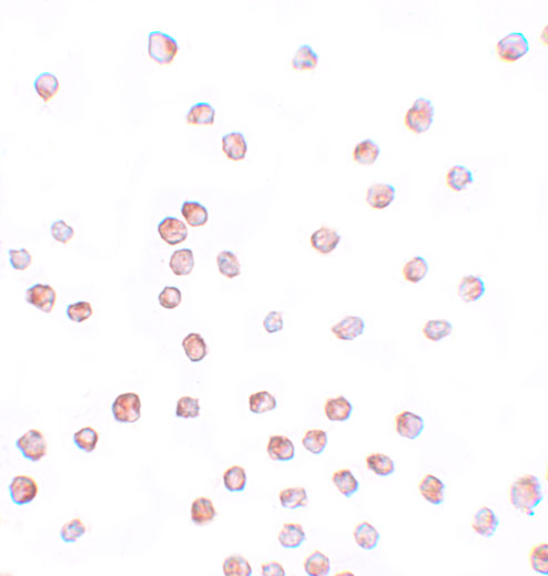 a07935 scube1 primary antibodies icc testing 2