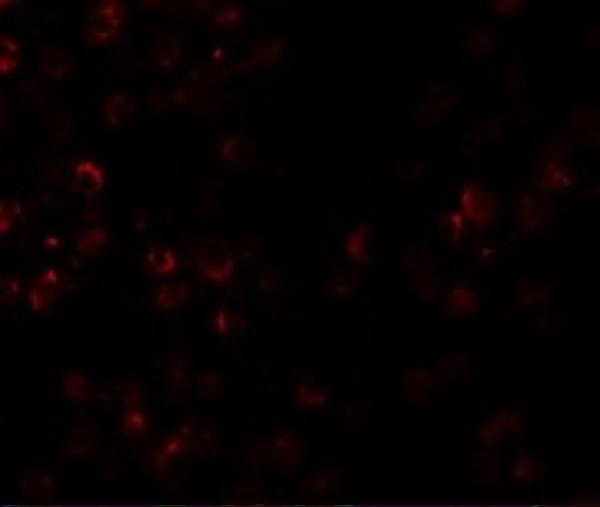 a07935 scube1 primary antibodies if testing 3