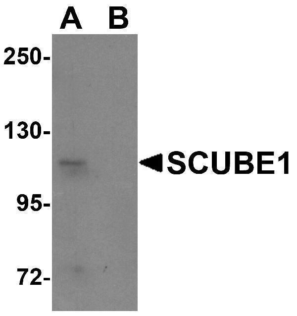 a07935 scube1 primary antibodies wb testing 1