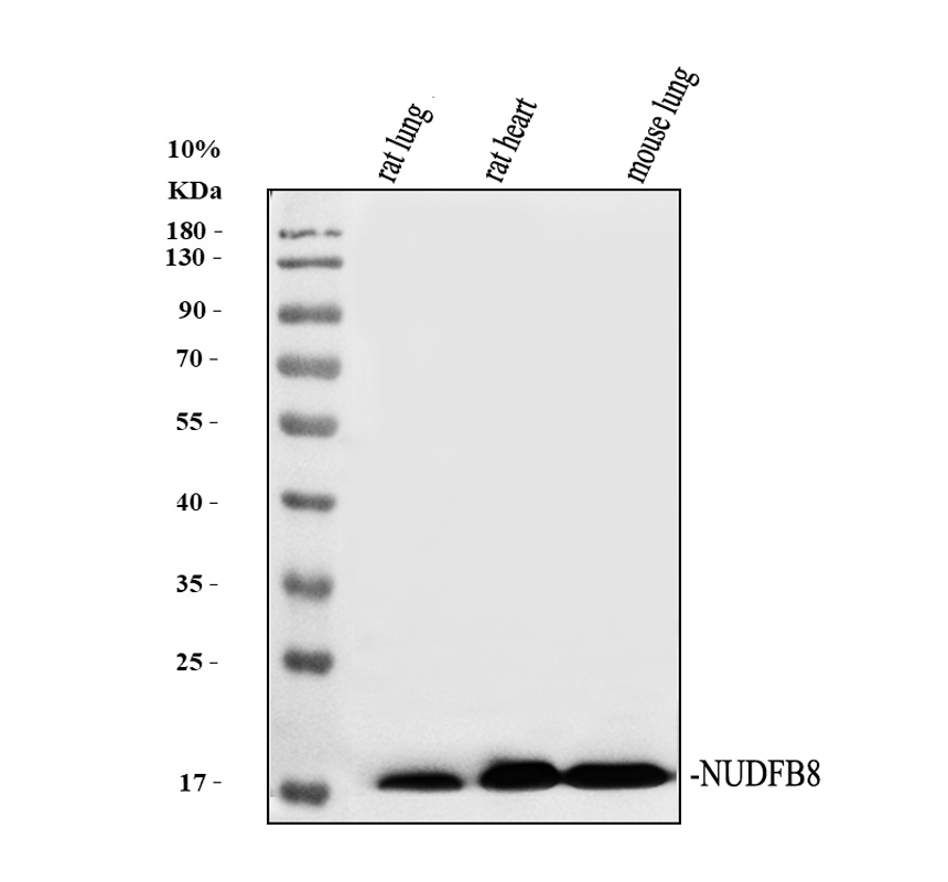 a07936 1 ndufb8 primary antibodies wb testing 2