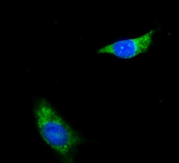 a07936 1 ndufbb primary antibodies if testing 7