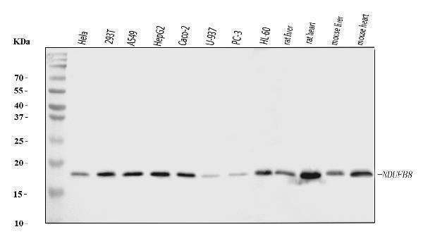  Western blot analysis of NDUFB8 using anti-NDUFB8 antibody (A07936-1)