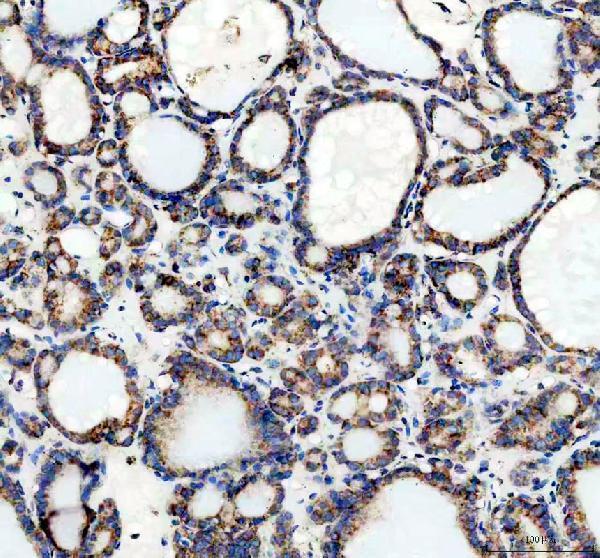 a07937 1 uqcrc2 primary antibodies ihc testing 2