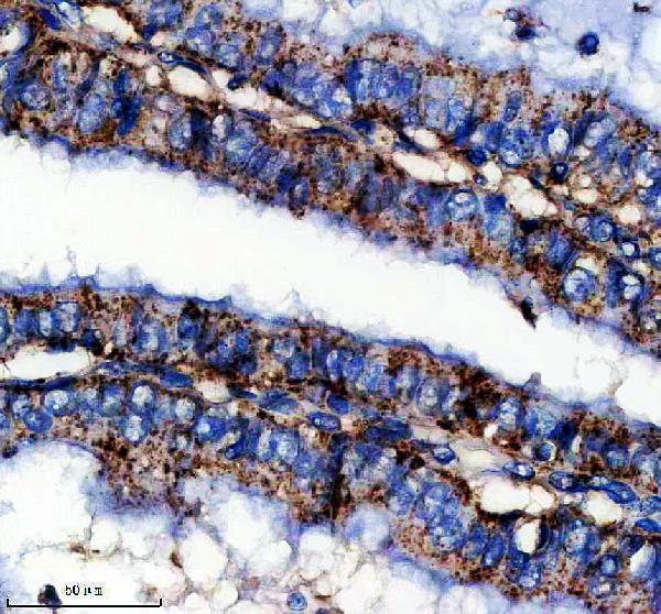 a07937 1 uqcrc2 primary antibodies ihc testing 2_1