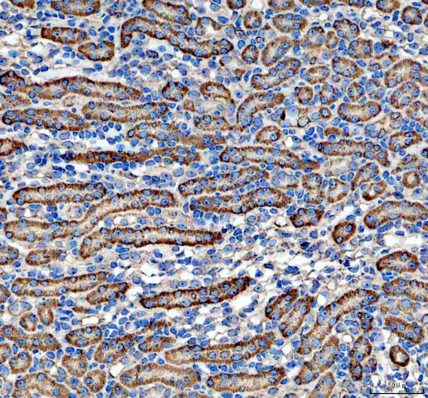 a07937 1 uqcrc2 primary antibodies ihc testing 3