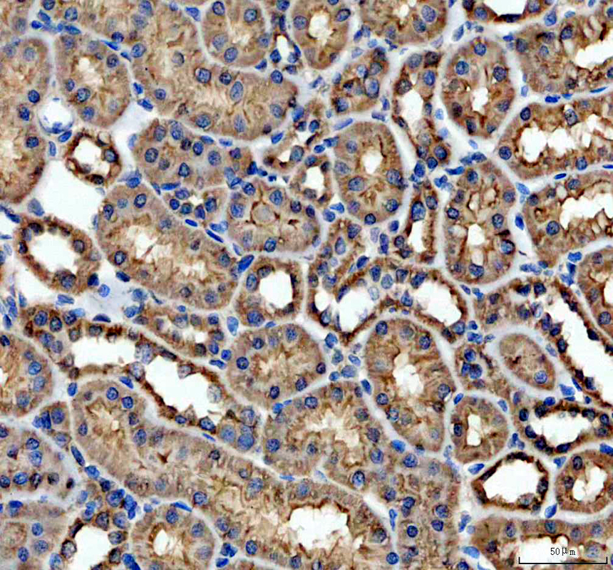 a07937 1 uqcrc2 primary antibodies ihc testing 4