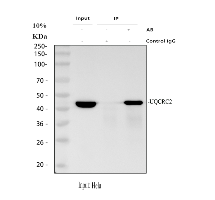 a07937 1 uqcrc2 primary antibodies ip testing 1