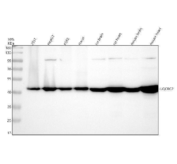 Western blot analysis of UQCRC2 using anti-UQCRC2 antibody (A07937-1)
