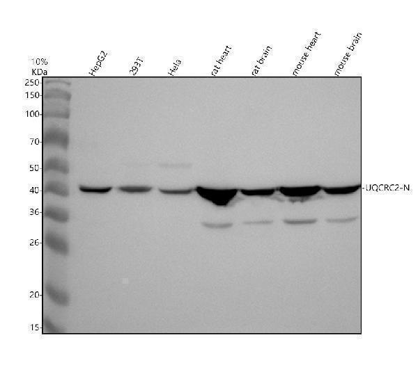 Western blot analysis of UQCRC2 using anti-UQCRC2 antibody (A07937-1)