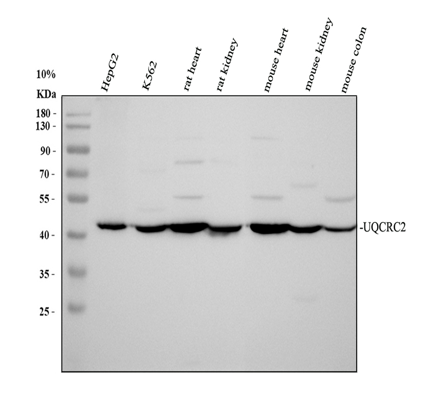 Western blot analysis of UQCRC2 using anti-UQCRC2 antibody (A07937-1)