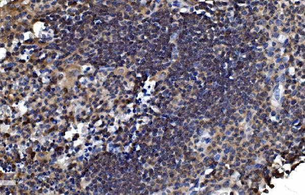 a07938 1 otulin primary antibodies ihc testing 3