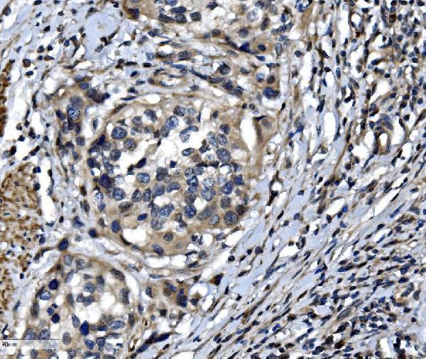 a07938 1 otulin primary antibodies ihc testing 4
