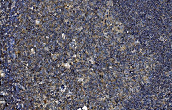 a07938 1 otulin primary antibodies ihc testing 5