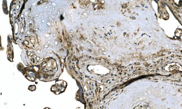 a07938 1 otulin primary antibodies ihc testing 6