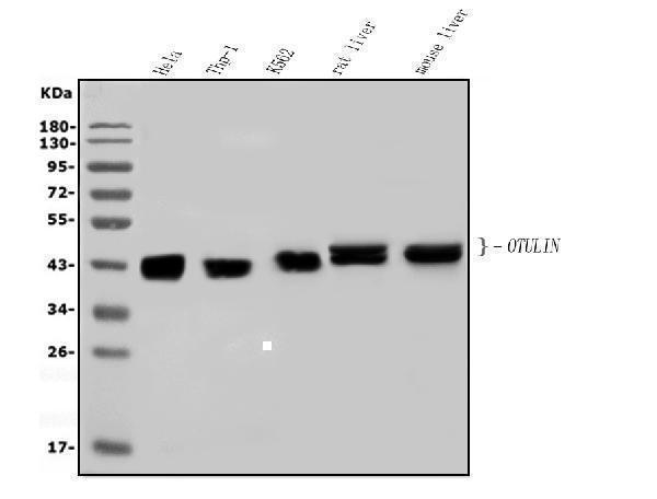 a07938 1 otulin primary antibodies wb testing 2