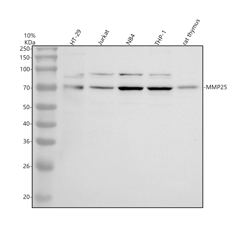 a07939 1 mmp25 primary antibodies wb testing 1