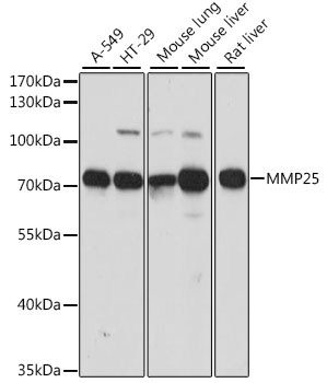 a07939 mmp25 primary antiboties wb testing 1