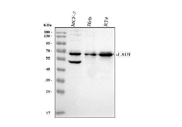  Western blot analysis of LAD1 using anti-LAD1 antibody (A07940)