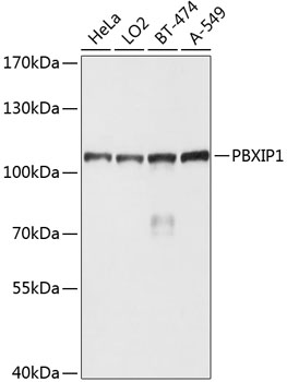 a07944 pbxip1 primary antiboties wb testing 1