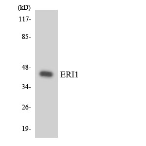 Western blot analysis of the lysates from HUVECcells using ERI1 antibody