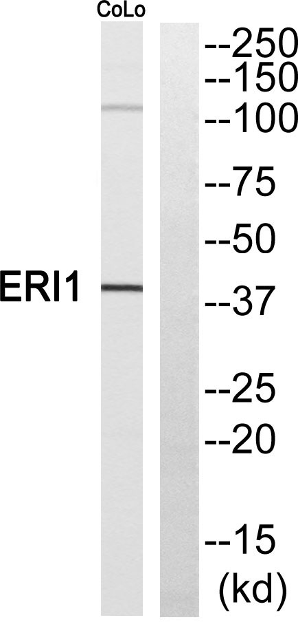 Western blot analysis of ERI1 Antibody