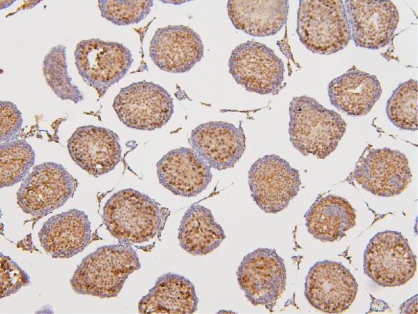 a07947 1 dazap1 primary antibodies ihc testing 3