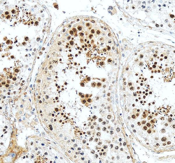 a07947 1 dazap1 primary antibodies ihc testing 4