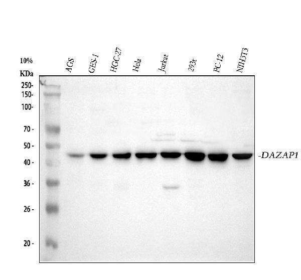 a07947 1 dazap1 primary antibodies wb testing 1
