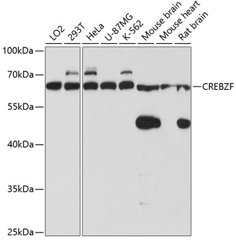 a07952 1 crebzf primary antiboties wb testing 1