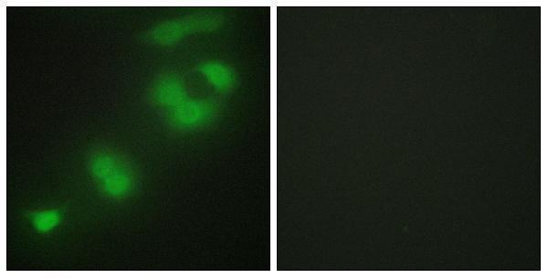 a07952 2 crebzf primary antibodies if testing 1
