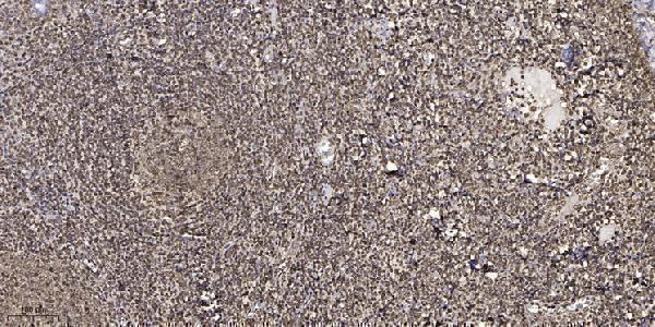 a07952 2 crebzf primary antibodies ihc testing 3
