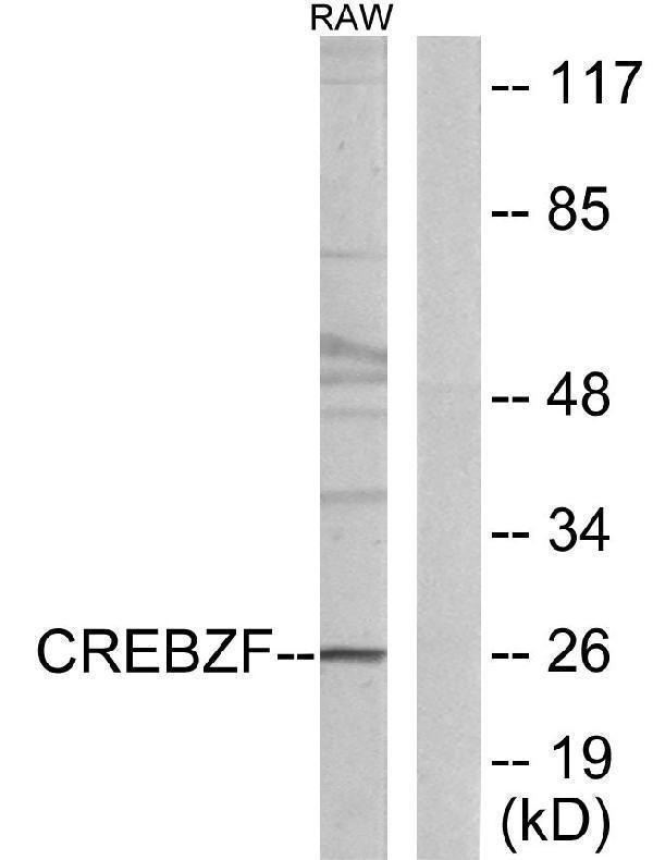 a07952 2 crebzf primary antibodies wb testing 2