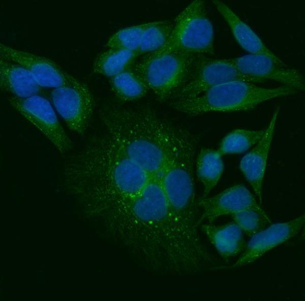  IF analysis of TRIP/TRAIP using anti-TRIP/TRAIP antibody (A07953-2)