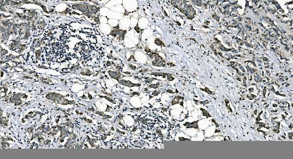 a07954 1 dnajc10 primary antibodies ihc testing 2